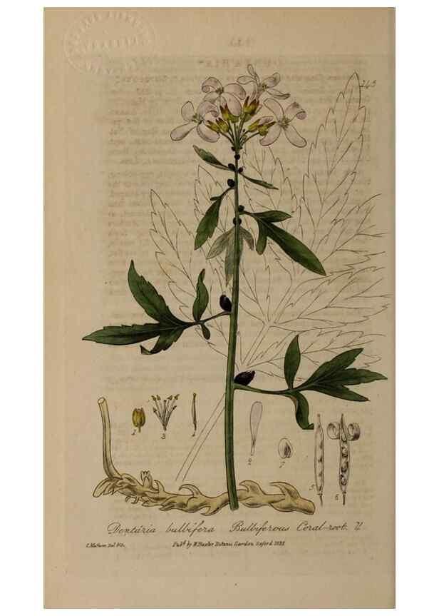 Reproducción/Reproduction 28988687906: British phaenogamous botany,. Oxford,Published by the author, sold by J.H. Parker [etc.]1834-43.