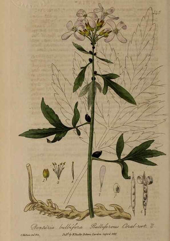 Reproducción/Reproduction 28988687906: British phaenogamous botany,. Oxford,Published by the author, sold by J.H. Parker [etc.]1834-43.