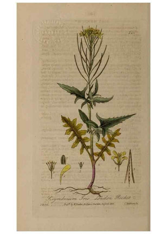 Reproducción/Reproduction 28916396832: British phaenogamous botany,. Oxford,Published by the author, sold by J.H. Parker [etc.]1834-43.