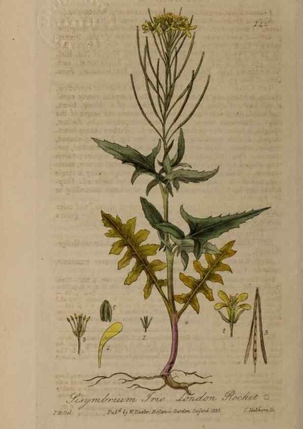 Reproducción/Reproduction 28916396832: British phaenogamous botany,. Oxford,Published by the author, sold by J.H. Parker [etc.]1834-43.