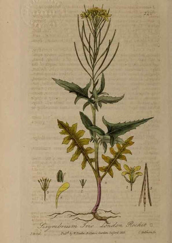 Reproducción/Reproduction 28916396832: British phaenogamous botany,. Oxford,Published by the author, sold by J.H. Parker [etc.]1834-43.