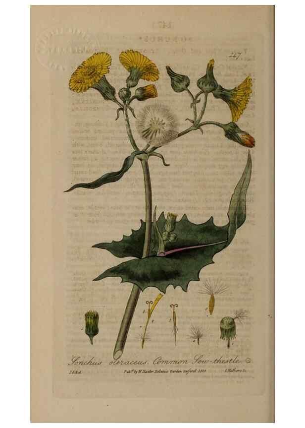 Reproducción/Reproduction 28988692466: British phaenogamous botany,. Oxford,Published by the author, sold by J.H. Parker [etc.]1834-43.
