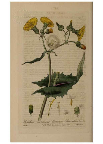 Reproducción/Reproduction 28988692466: British phaenogamous botany,. Oxford,Published by the author, sold by J.H. Parker [etc.]1834-43.