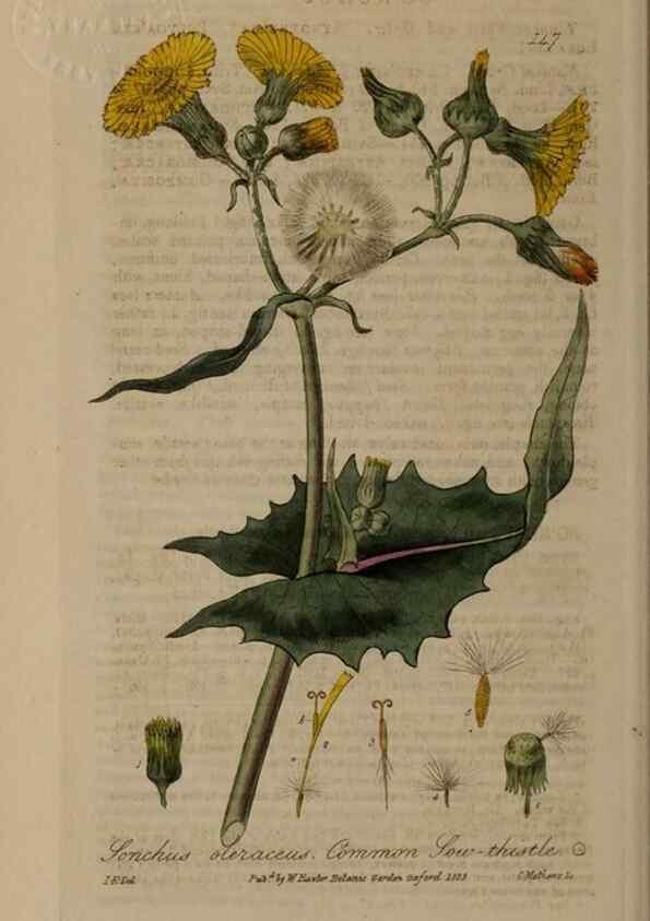 Reproducción/Reproduction 28988692466: British phaenogamous botany,. Oxford,Published by the author, sold by J.H. Parker [etc.]1834-43.