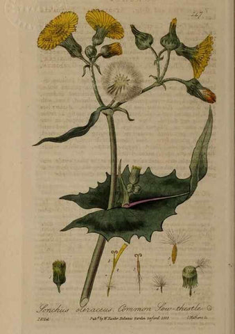 Reproducción/Reproduction 28988692466: British phaenogamous botany,. Oxford,Published by the author, sold by J.H. Parker [etc.]1834-43.