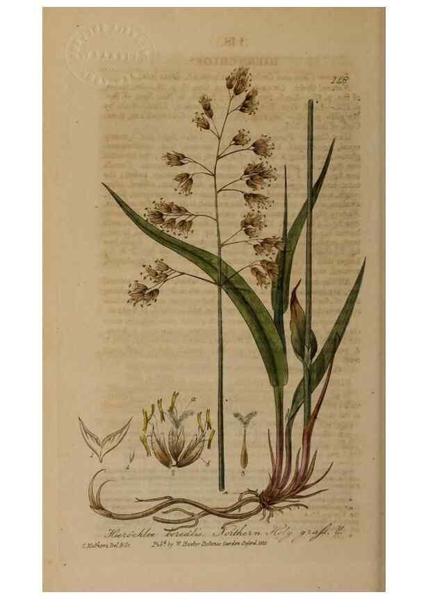 Reproducción/Reproduction 29021290485: British phaenogamous botany,. Oxford,Published by the author, sold by J.H. Parker [etc.]1834-43.