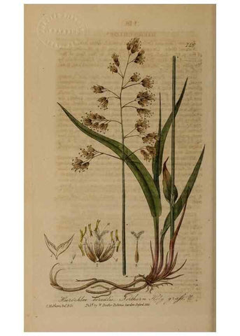 Reproducción/Reproduction 29021290485: British phaenogamous botany,. Oxford,Published by the author, sold by J.H. Parker [etc.]1834-43.