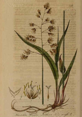 Reproducción/Reproduction 29021290485: British phaenogamous botany,. Oxford,Published by the author, sold by J.H. Parker [etc.]1834-43.