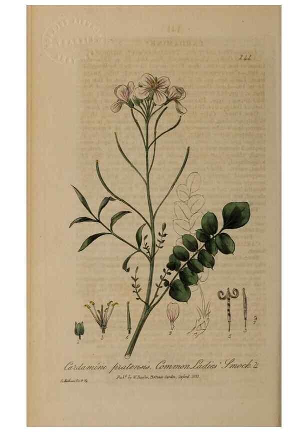 Reproducción/Reproduction 28988677966: British phaenogamous botany,. Oxford,Published by the author, sold by J.H. Parker [etc.]1834-43.