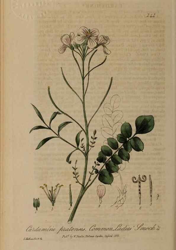 Reproducción/Reproduction 28988677966: British phaenogamous botany,. Oxford,Published by the author, sold by J.H. Parker [etc.]1834-43.