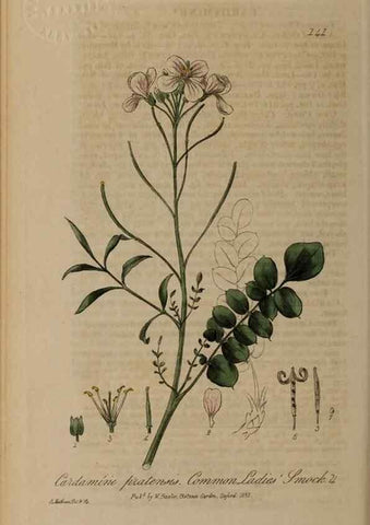 Reproducción/Reproduction 28988677966: British phaenogamous botany,. Oxford,Published by the author, sold by J.H. Parker [etc.]1834-43.