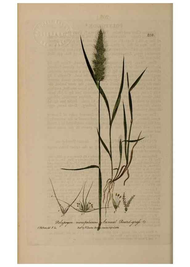 Reproducción/Reproduction 28990181456: British phaenogamous botany,. Oxford,Published by the author, sold by J.H. Parker [etc.]1834-43.