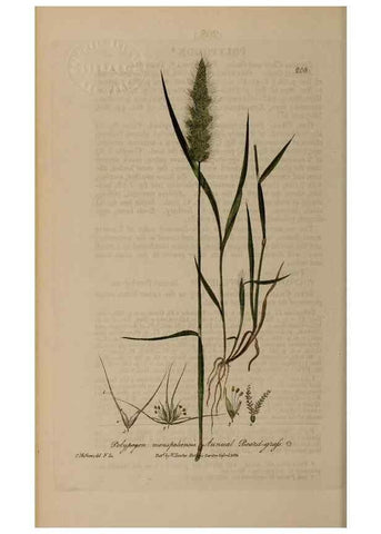 Reproducción/Reproduction 28990181456: British phaenogamous botany,. Oxford,Published by the author, sold by J.H. Parker [etc.]1834-43.