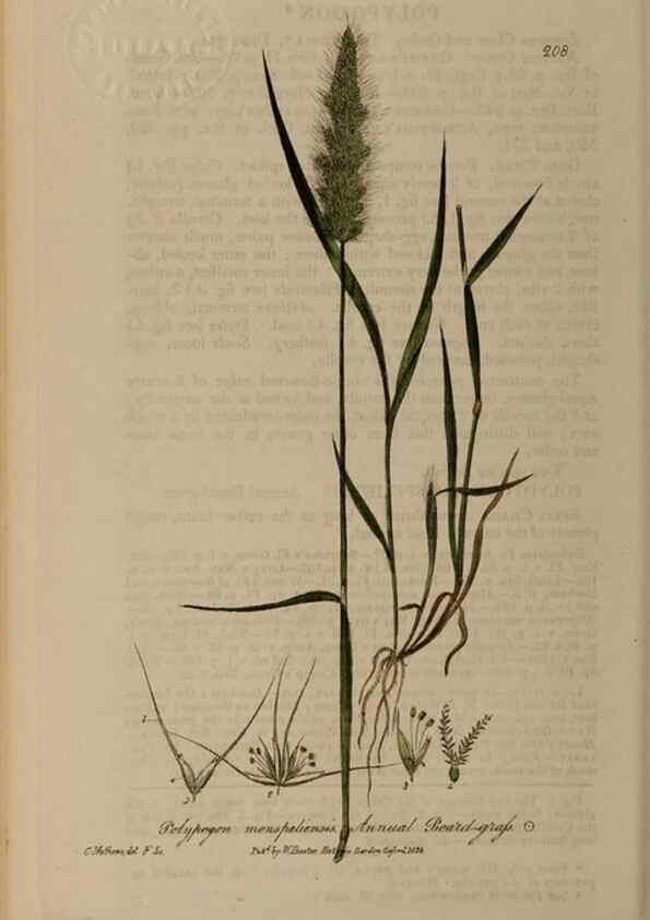 Reproducción/Reproduction 28990181456: British phaenogamous botany,. Oxford,Published by the author, sold by J.H. Parker [etc.]1834-43.