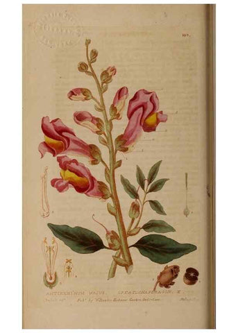 Reproducción/Reproduction 29022664325: British phaenogamous botany,. Oxford,Published by the author, sold by J.H. Parker [etc.]1834-43.