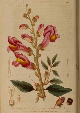 Reproducción/Reproduction 29022664325: British phaenogamous botany,. Oxford,Published by the author, sold by J.H. Parker [etc.]1834-43.