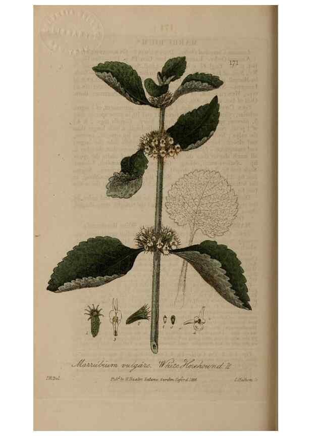 Reproducción/Reproduction 28946840331: British phaenogamous botany,. Oxford,Published by the author, sold by J.H. Parker [etc.]1834-43.