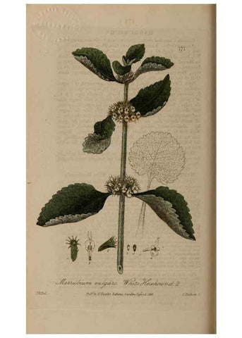 Reproducción/Reproduction 28946840331: British phaenogamous botany,. Oxford,Published by the author, sold by J.H. Parker [etc.]1834-43.