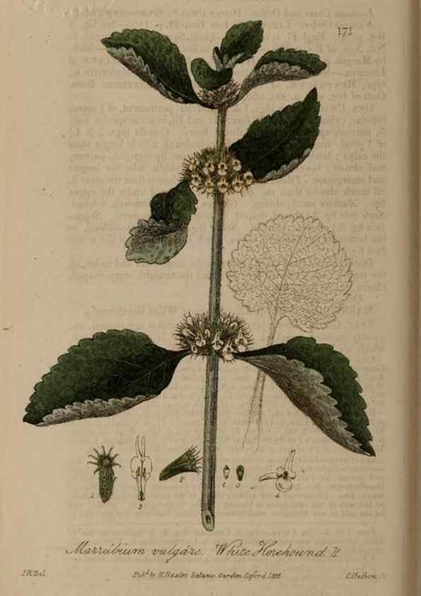 Reproducción/Reproduction 28946840331: British phaenogamous botany,. Oxford,Published by the author, sold by J.H. Parker [etc.]1834-43.