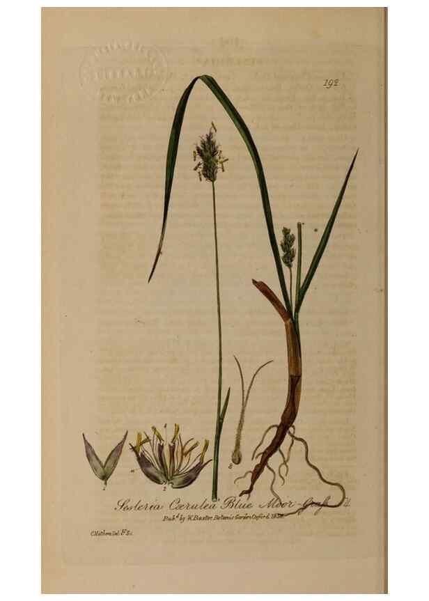 Reproducción/Reproduction 29022753345: British phaenogamous botany,. Oxford,Published by the author, sold by J.H. Parker [etc.]1834-43.