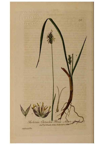 Reproducción/Reproduction 29022753345: British phaenogamous botany,. Oxford,Published by the author, sold by J.H. Parker [etc.]1834-43.