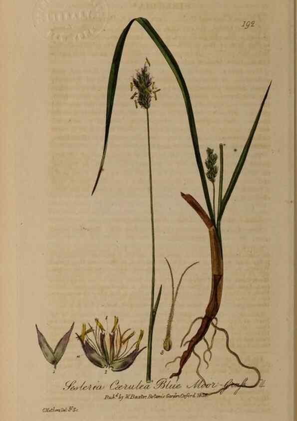 Reproducción/Reproduction 29022753345: British phaenogamous botany,. Oxford,Published by the author, sold by J.H. Parker [etc.]1834-43.