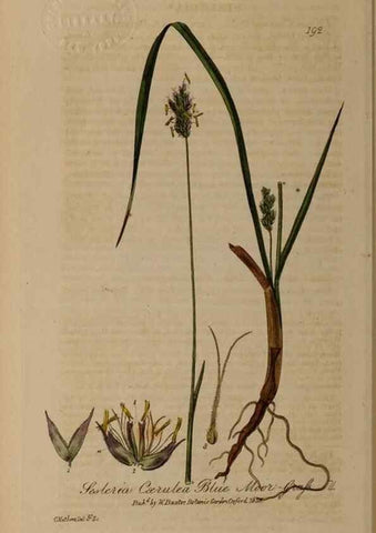 Reproducción/Reproduction 29022753345: British phaenogamous botany,. Oxford,Published by the author, sold by J.H. Parker [etc.]1834-43.