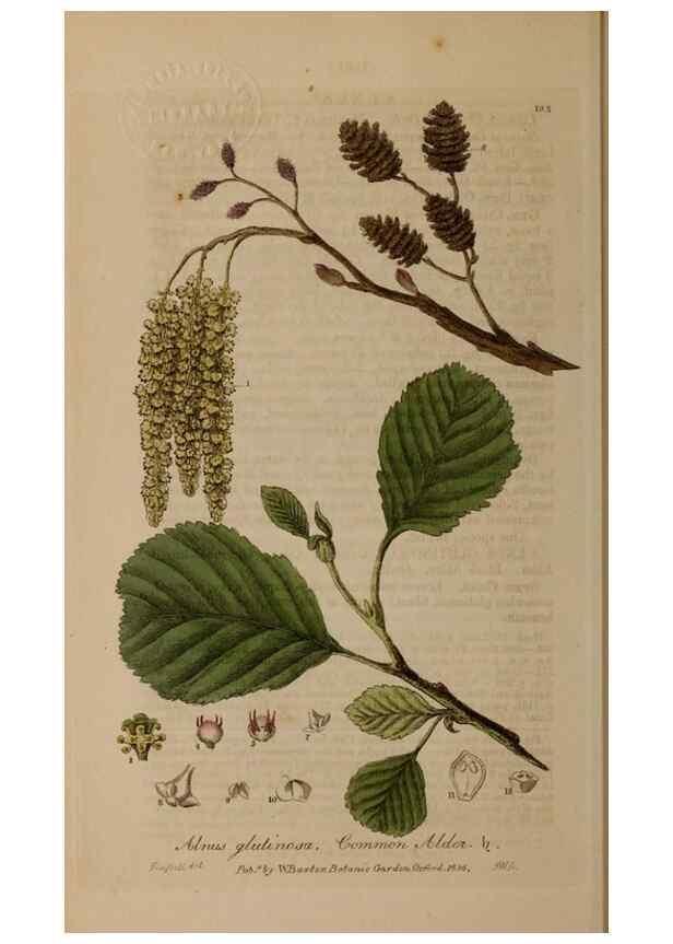 Reproducción/Reproduction 28917872152: British phaenogamous botany,. Oxford,Published by the author, sold by J.H. Parker [etc.]1834-43.