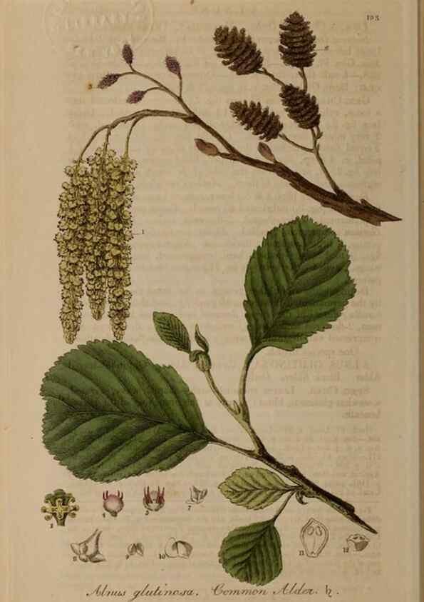 Reproducción/Reproduction 28917872152: British phaenogamous botany,. Oxford,Published by the author, sold by J.H. Parker [etc.]1834-43.