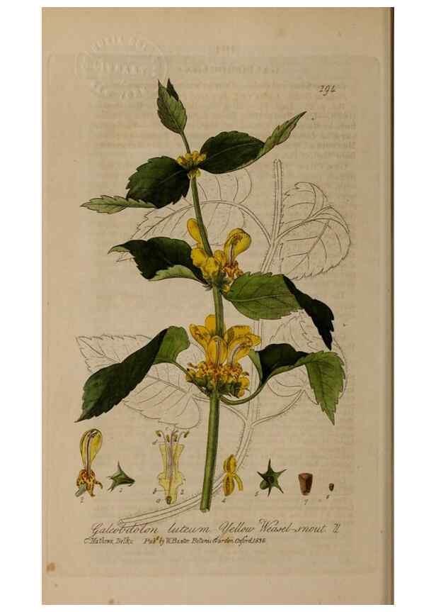 Reproducción/Reproduction 28990132876: British phaenogamous botany,. Oxford,Published by the author, sold by J.H. Parker [etc.]1834-43.