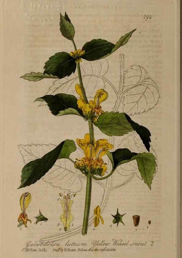 Reproducción/Reproduction 28990132876: British phaenogamous botany,. Oxford,Published by the author, sold by J.H. Parker [etc.]1834-43.