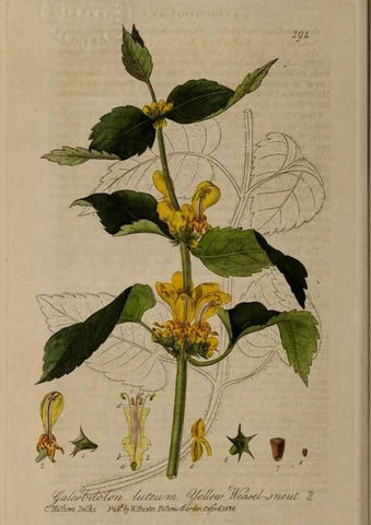 Reproducción/Reproduction 28990132876: British phaenogamous botany,. Oxford,Published by the author, sold by J.H. Parker [etc.]1834-43.