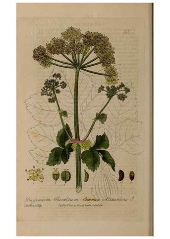 Reproducción/Reproduction 29022764765: British phaenogamous botany,. Oxford,Published by the author, sold by J.H. Parker [etc.]1834-43.