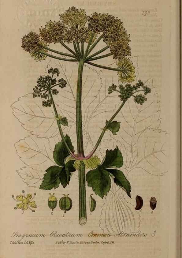Reproducción/Reproduction 29022764765: British phaenogamous botany,. Oxford,Published by the author, sold by J.H. Parker [etc.]1834-43.