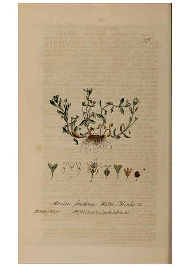 Reproducción/Reproduction 28990141606: British phaenogamous botany,. Oxford,Published by the author, sold by J.H. Parker [etc.]1834-43.