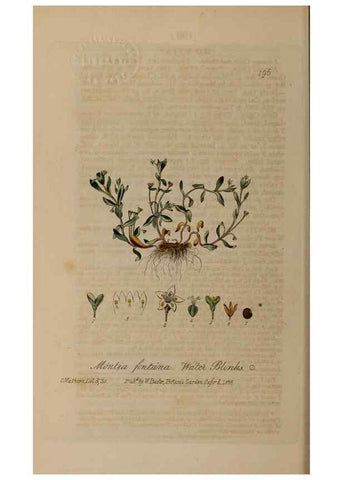 Reproducción/Reproduction 28990141606: British phaenogamous botany,. Oxford,Published by the author, sold by J.H. Parker [etc.]1834-43.