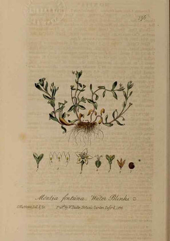 Reproducción/Reproduction 28990141606: British phaenogamous botany,. Oxford,Published by the author, sold by J.H. Parker [etc.]1834-43.