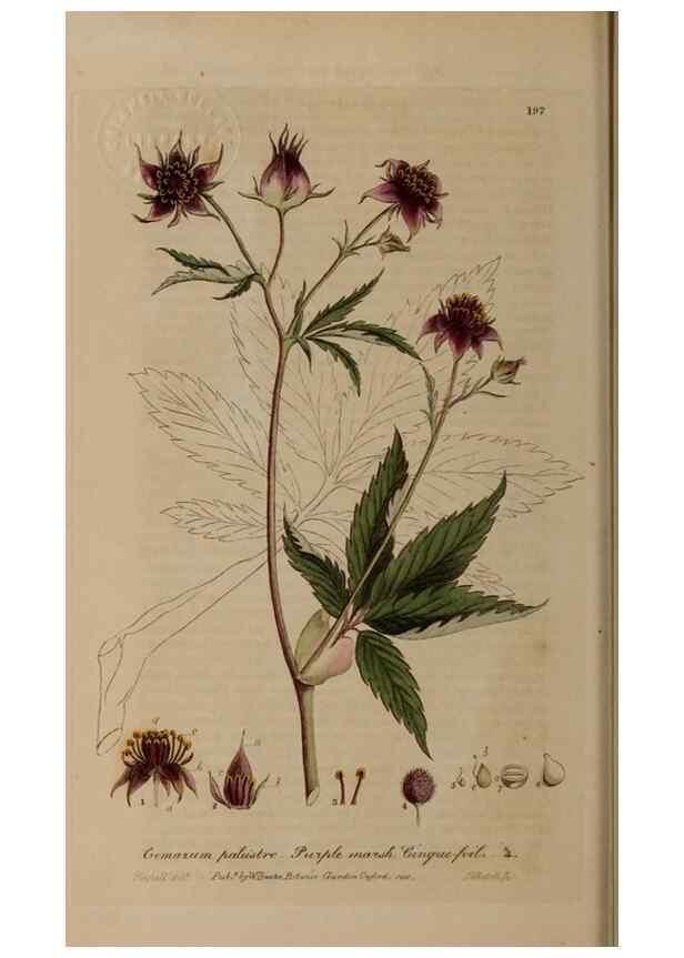 Reproducción/Reproduction 28917887582: British phaenogamous botany,. Oxford,Published by the author, sold by J.H. Parker [etc.]1834-43.