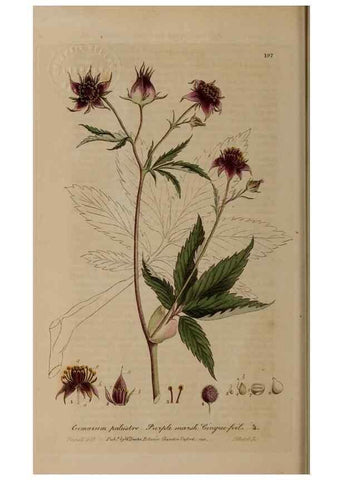 Reproducción/Reproduction 28917887582: British phaenogamous botany,. Oxford,Published by the author, sold by J.H. Parker [etc.]1834-43.