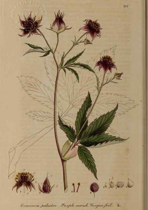 Reproducción/Reproduction 28917887582: British phaenogamous botany,. Oxford,Published by the author, sold by J.H. Parker [etc.]1834-43.