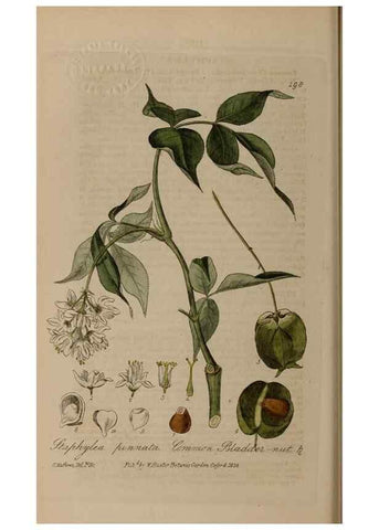 Reproducción/Reproduction 29022776715: British phaenogamous botany,. Oxford,Published by the author, sold by J.H. Parker [etc.]1834-43.