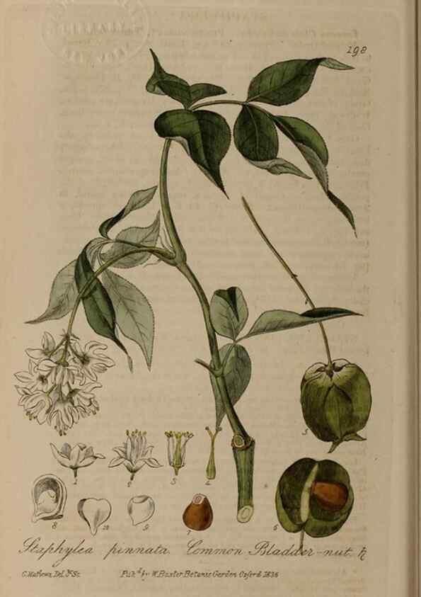 Reproducción/Reproduction 29022776715: British phaenogamous botany,. Oxford,Published by the author, sold by J.H. Parker [etc.]1834-43.
