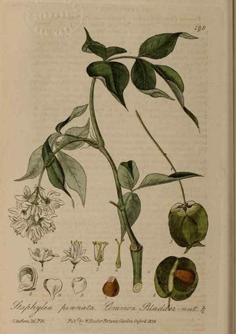 Reproducción/Reproduction 29022776715: British phaenogamous botany,. Oxford,Published by the author, sold by J.H. Parker [etc.]1834-43.
