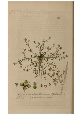 Reproducción/Reproduction 28917896872: British phaenogamous botany,. Oxford,Published by the author, sold by J.H. Parker [etc.]1834-43.