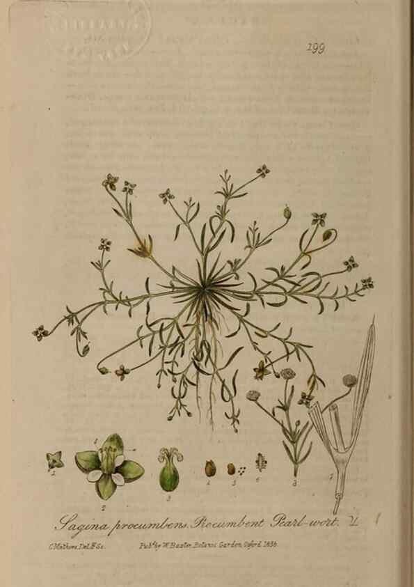 Reproducción/Reproduction 28917896872: British phaenogamous botany,. Oxford,Published by the author, sold by J.H. Parker [etc.]1834-43.