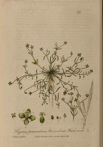 Reproducción/Reproduction 28917896872: British phaenogamous botany,. Oxford,Published by the author, sold by J.H. Parker [etc.]1834-43.