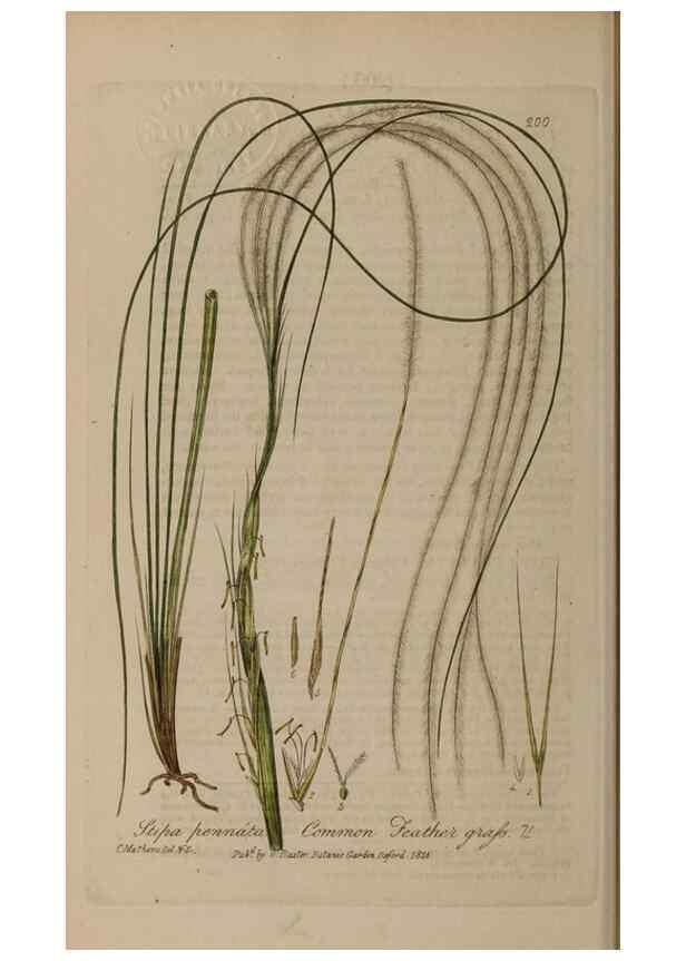 Reproducción/Reproduction 29022783775: British phaenogamous botany,. Oxford,Published by the author, sold by J.H. Parker [etc.]1834-43.
