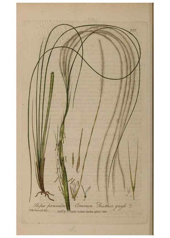 Reproducción/Reproduction 29022783775: British phaenogamous botany,. Oxford,Published by the author, sold by J.H. Parker [etc.]1834-43.