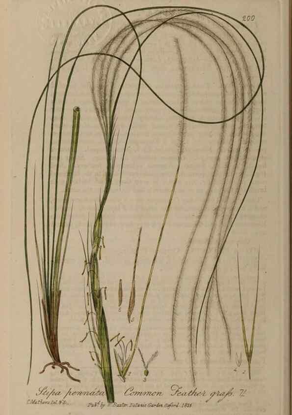Reproducción/Reproduction 29022783775: British phaenogamous botany,. Oxford,Published by the author, sold by J.H. Parker [etc.]1834-43.