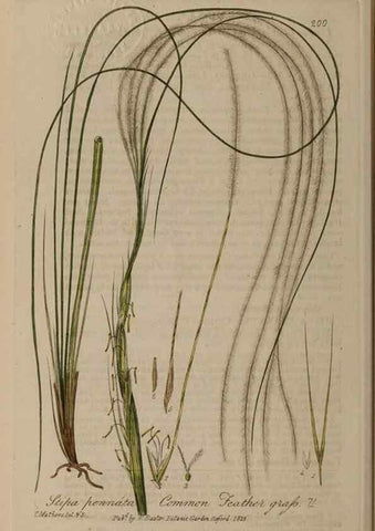 Reproducción/Reproduction 29022783775: British phaenogamous botany,. Oxford,Published by the author, sold by J.H. Parker [etc.]1834-43.